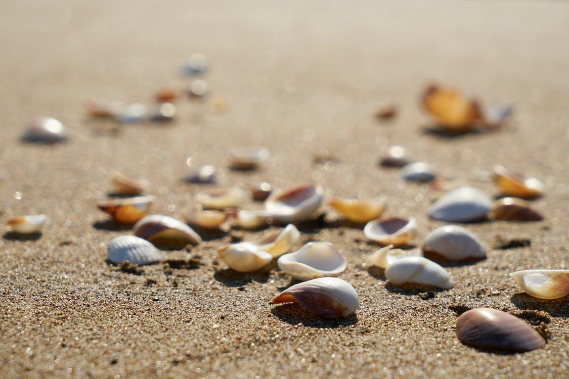 Branje na istrski plaži